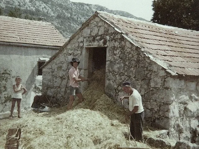 1979. garmazi vrsidba zita 2 2323