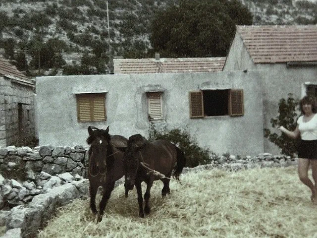 1979. garmazi vrsidba zita 2324