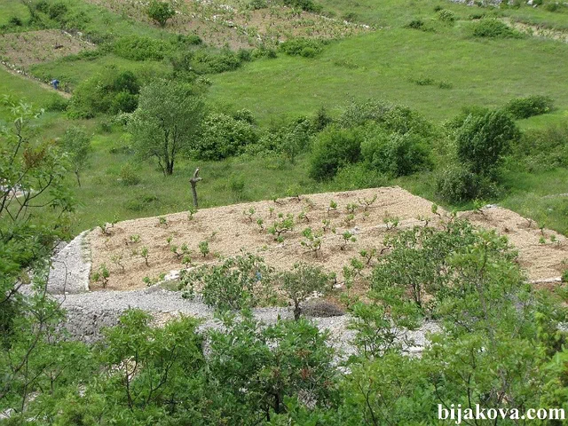Zupa biokovska 51