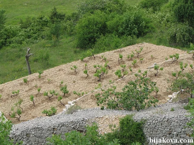 Zupa biokovska 52