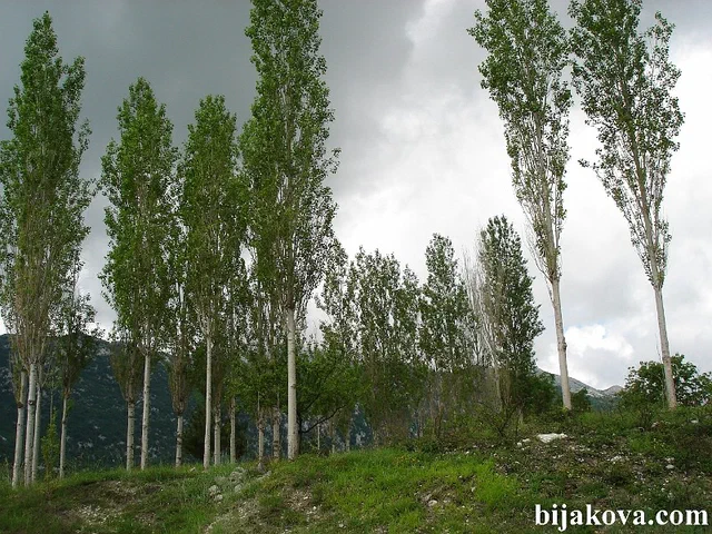 Zupa biokovska 77